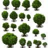 Celianna Expansion Trees