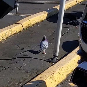 Parking lot pigeon